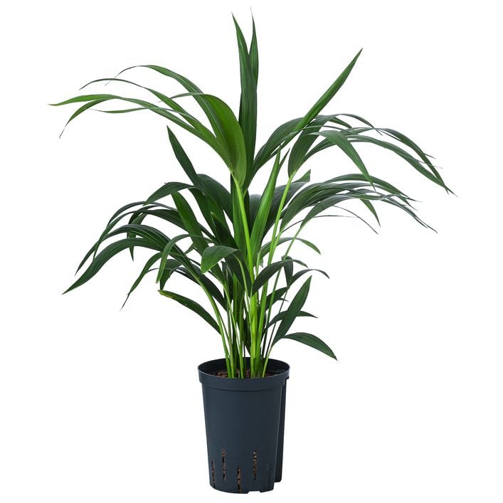 philodendron golden dragon Golden Dragon 'Philodendron' 6