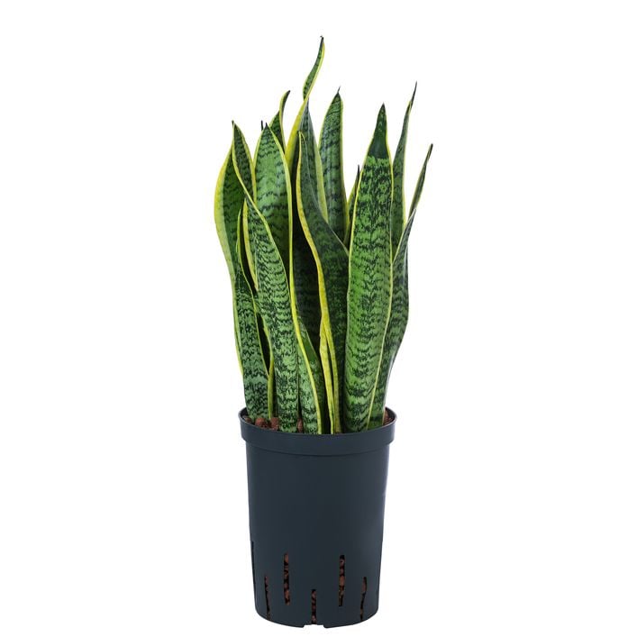Bogenhanf - Sansevieria trifasciata var. | Dehner