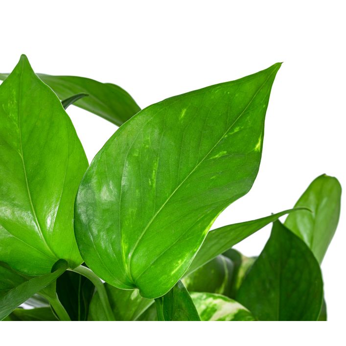 Efeutute - Epipremnum aureum, Hydrokultur | Dehner