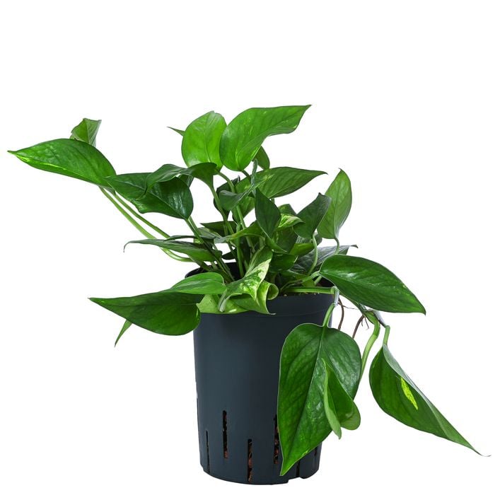 Efeutute - Epipremnum aureum, Hydrokultur | Dehner