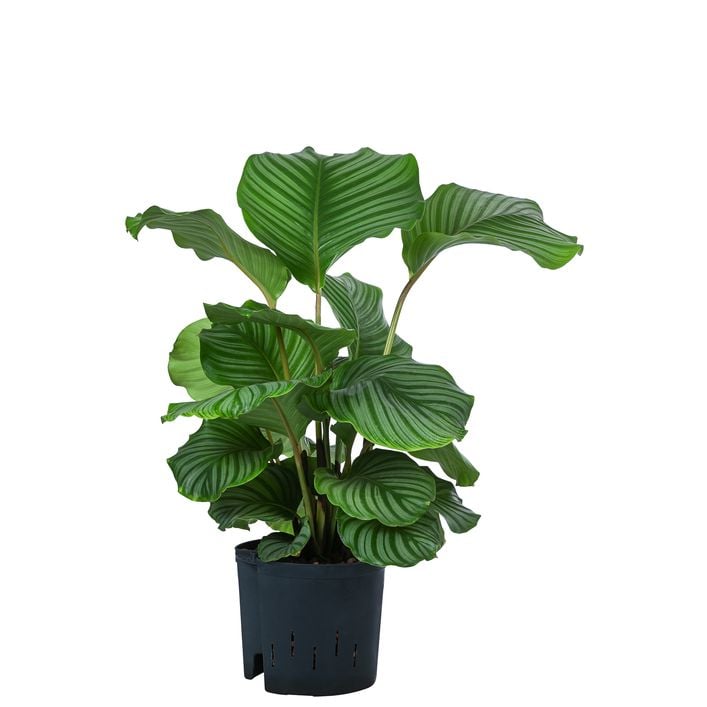 Korbmarante - Calathea orbifolia, Hydrokultur | Dehner