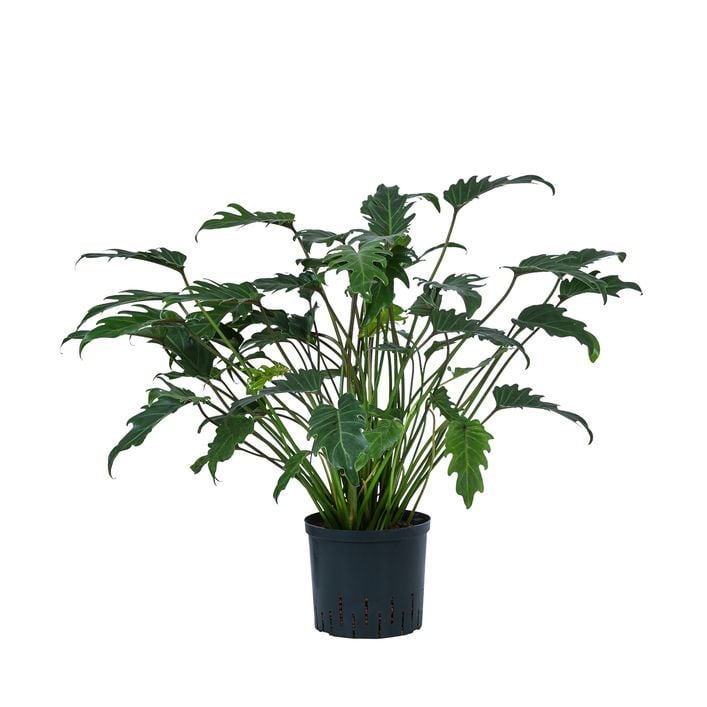 hypericum perforatum plants 5 Packs St. John's Wort Seeds