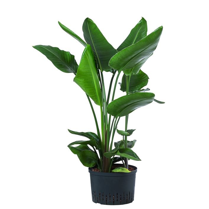 roter klee zimmerpflanze kaufen Flamingoblume Anthurium Rot  12cm Zimmerpflanze inkl. Ziertopf Vibes