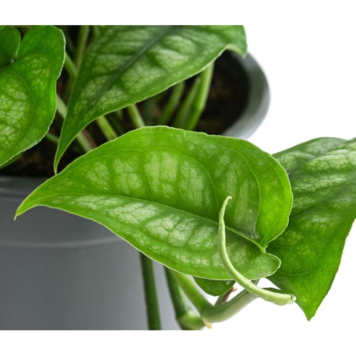 monstera zuckerwasser Monstera Dünger main image 1