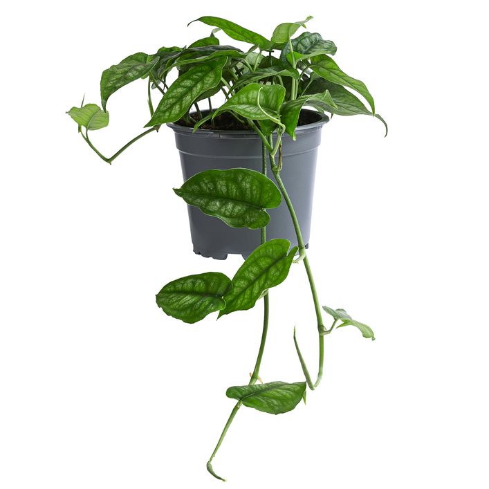 faux philodendron plant Buy a Fake Potted Philodendron Online main image 0