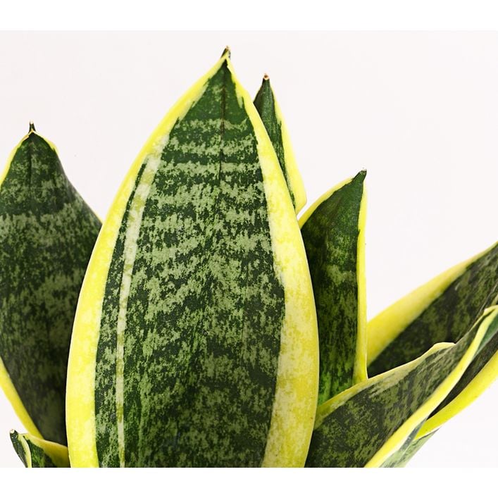 Bogenhanf - Sansevieria, verschiedene Sorten | Dehner