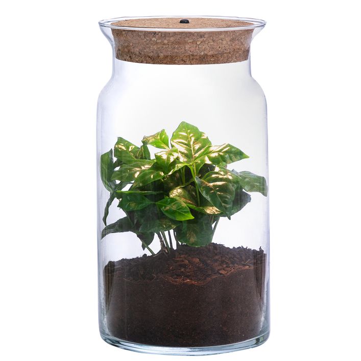 gummibaum hell Gummibaum - Ficus elastica Tineke :27 H:90 cm