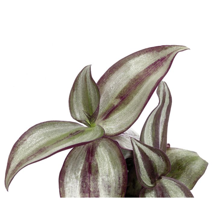 Dreimasterblume - Tradescantia 'Purple | Dehner