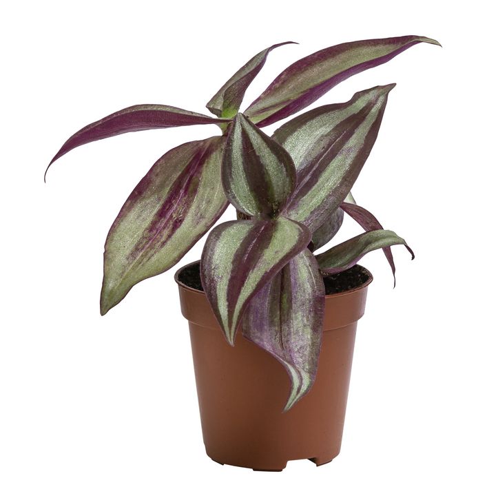 echter lorbeer zimmerpflanze Laurus Nobilis - Echter Lorbeer auf Stamm Ø:21 H:70-90 cm
