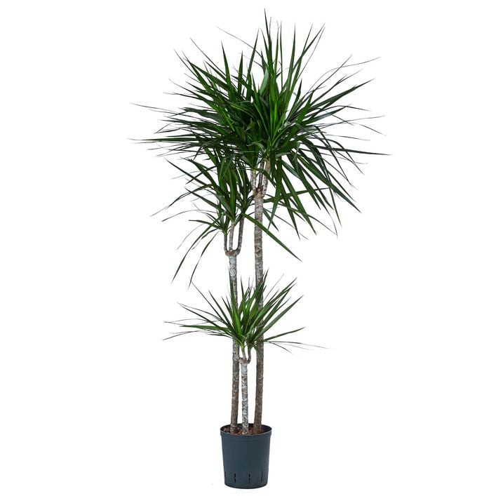 Drachenbaum - Dracaena marginata, Hydrokultur | Dehner