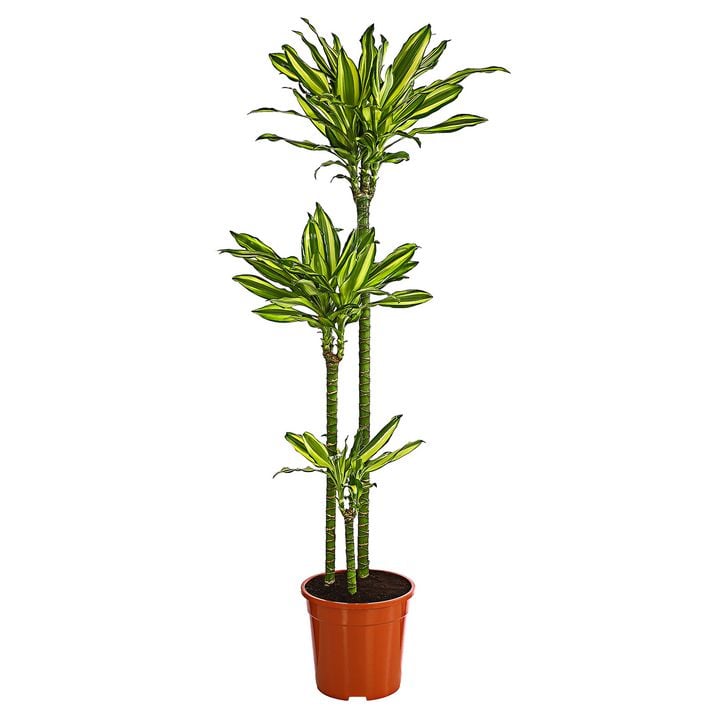 Drachenbaum - Dracaena fragrans var. Stedneri | Dehner