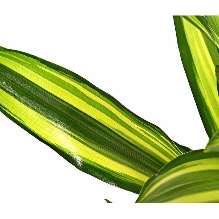 Drachenbaum - Dracaena fragrans var. Stedneri | Dehner