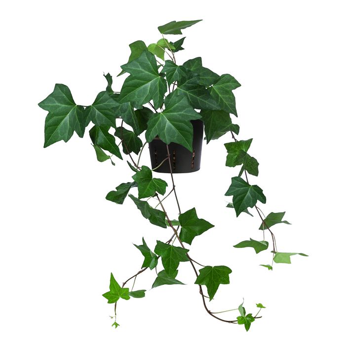 Efeu - Hedera helix, Hydrokultur | Dehner