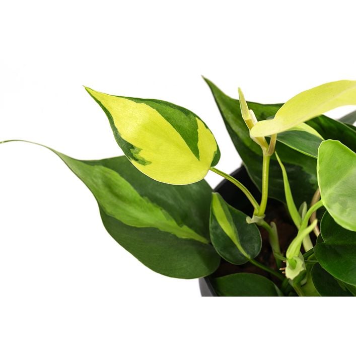 Baumfreund - Philodendron scandens, | Dehner