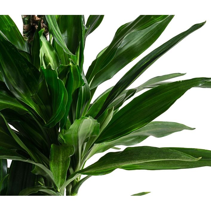 Drachenbaum - Dracaena fragrans 'Janet Lind' | Dehner