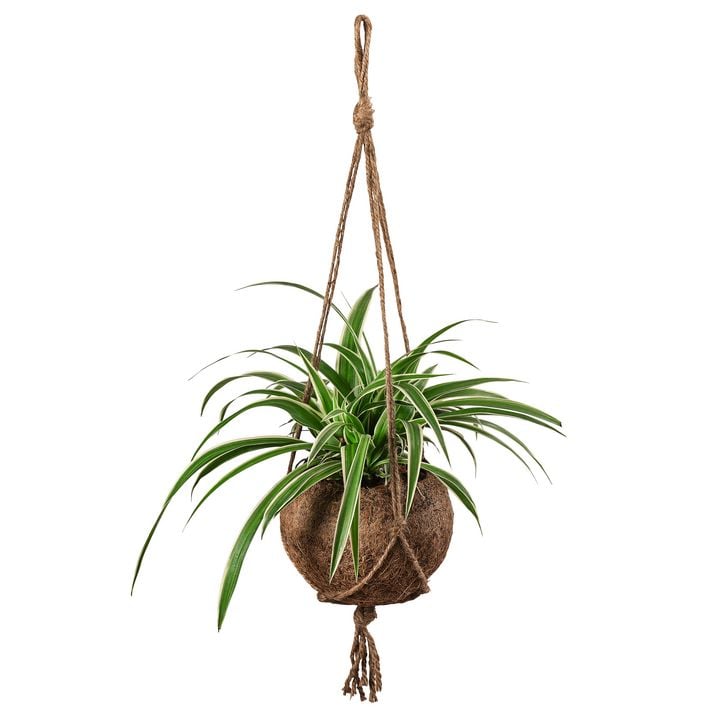 Kokodama-Ampel Grnlilie - Chlorophytum | Dehner