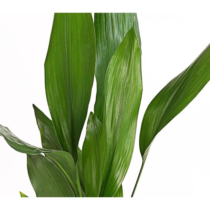 Schusterpalme - Aspidistra elatior | Dehner
