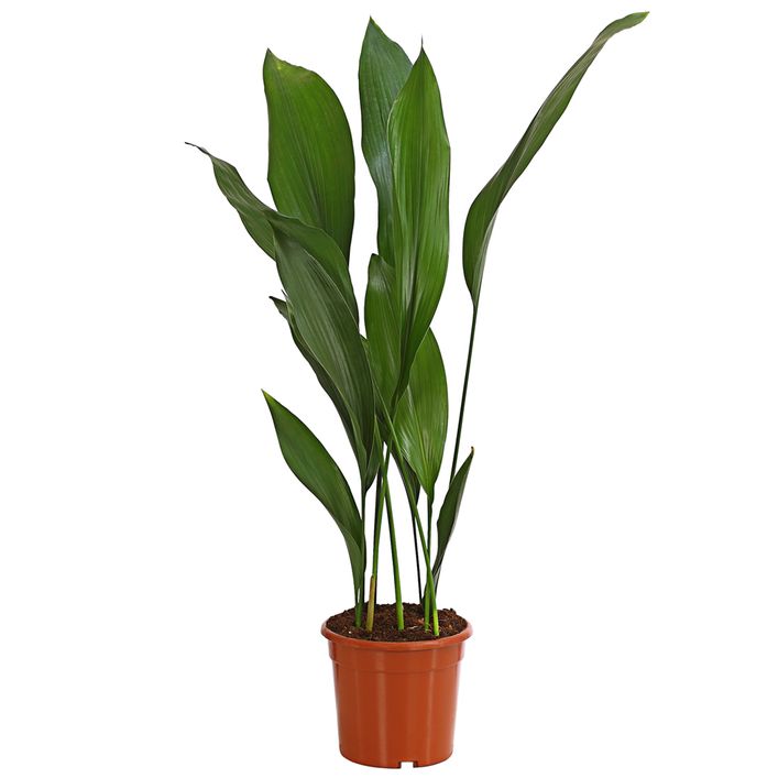 schusterpalme-aspidistra-elatior-dehner