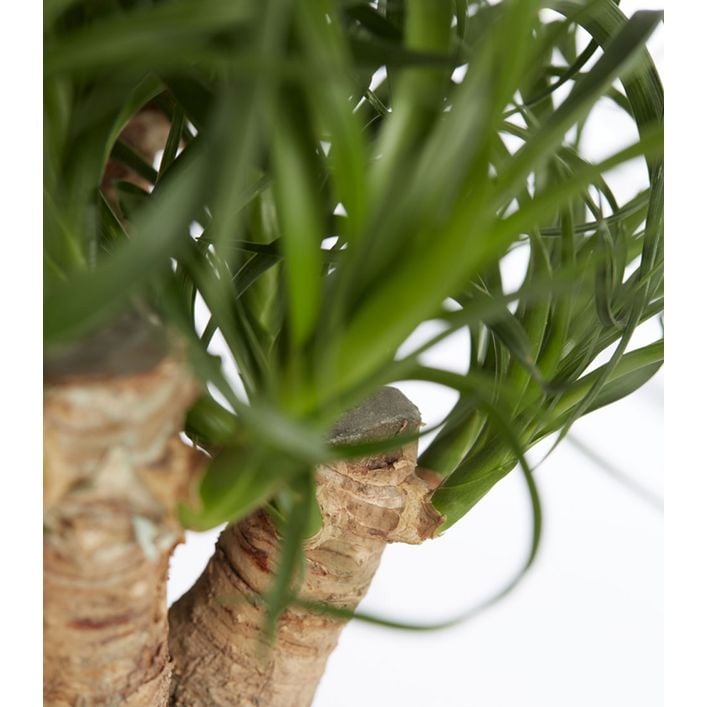 Elefantenfu - Beaucarnea recurvata, | Dehner