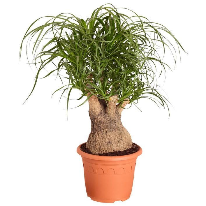 Elefantenfu - Beaucarnea recurvata, | Dehner