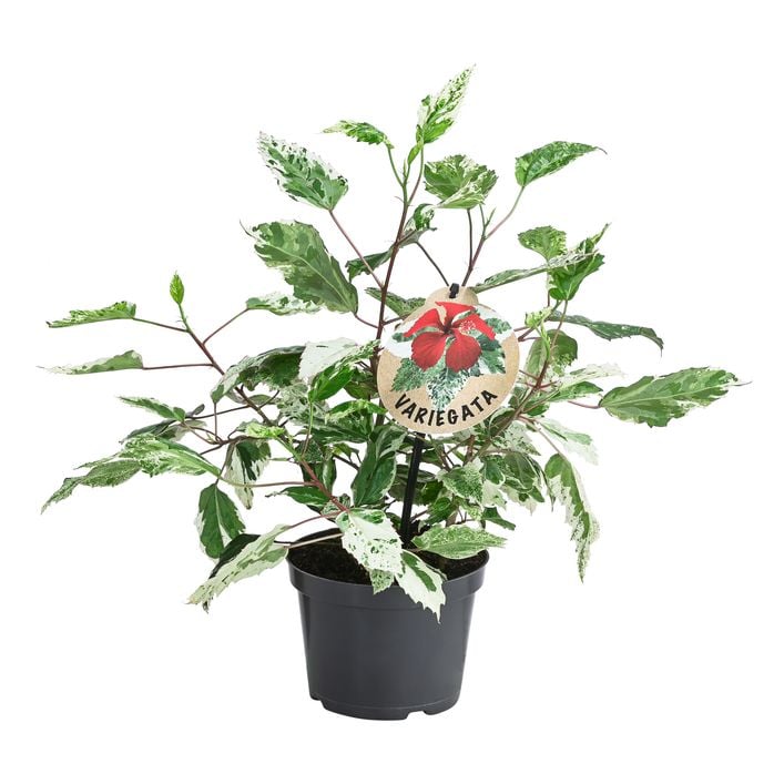 saatgut geschenkset Geschenk-Set „Sommergarten“ entdecken – Gartenzauber Papeterie & Saatgut main image 0