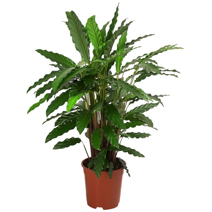 monstera adansonii light Monstera Adansonii Neon – Angie's Planties main image 0