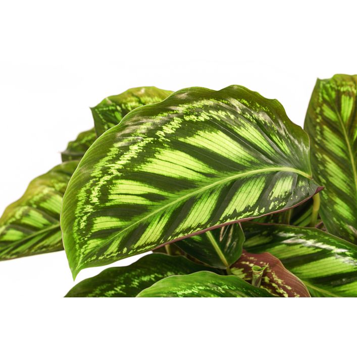 Korbmarante - Calathea roseopicta 'Flamestar' | Dehner