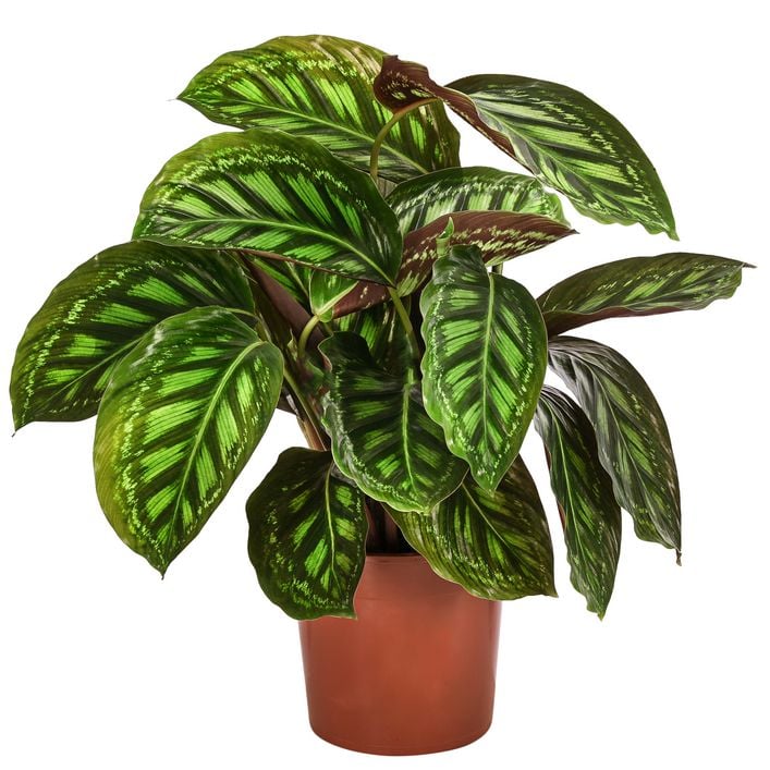 Korbmarante - Calathea roseopicta 'Flamestar' | Dehner