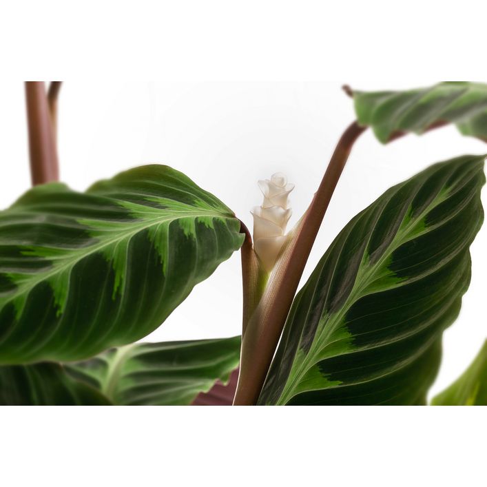 Korbmarante - Calathea warscewiczii | Dehner