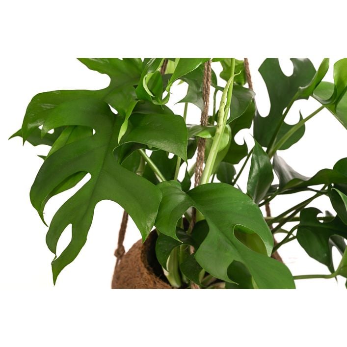 philodendron hederaceum variegata Philodendron hederaceum variegata (low color)