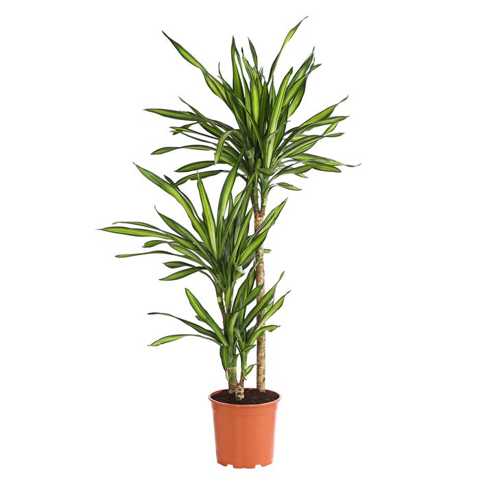 Drachenbaum - Dracaena fragrans 'Rikki' | Dehner