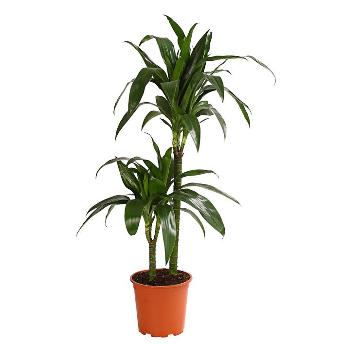bonsai pflanze pflege Einzellektion Bonsaipflege main image 1