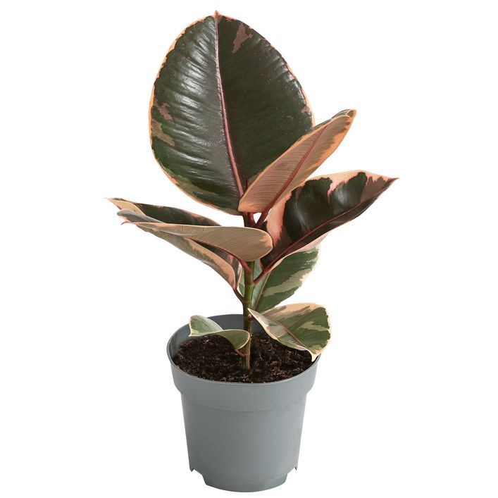 Gummibaum - Ficus elastica 'Belize' | Dehner