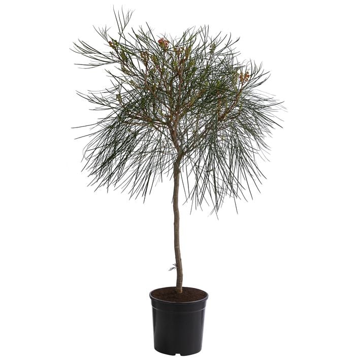 tablett bambus eckig Rattan Tablett rechteckig main image 1