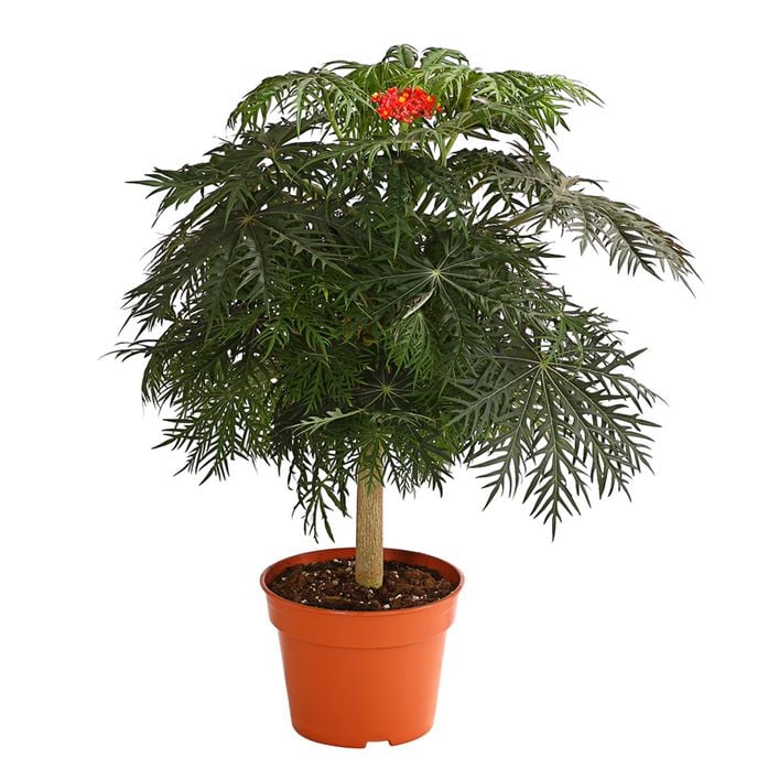 sandhafer saatgut Sativa BIO Grndngung Sandhafer  Caipi GmbH