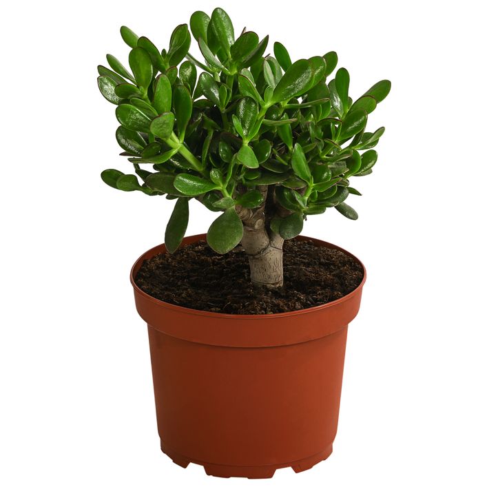 Dickblatt - Crassula cultivars, verschiedene | Dehner