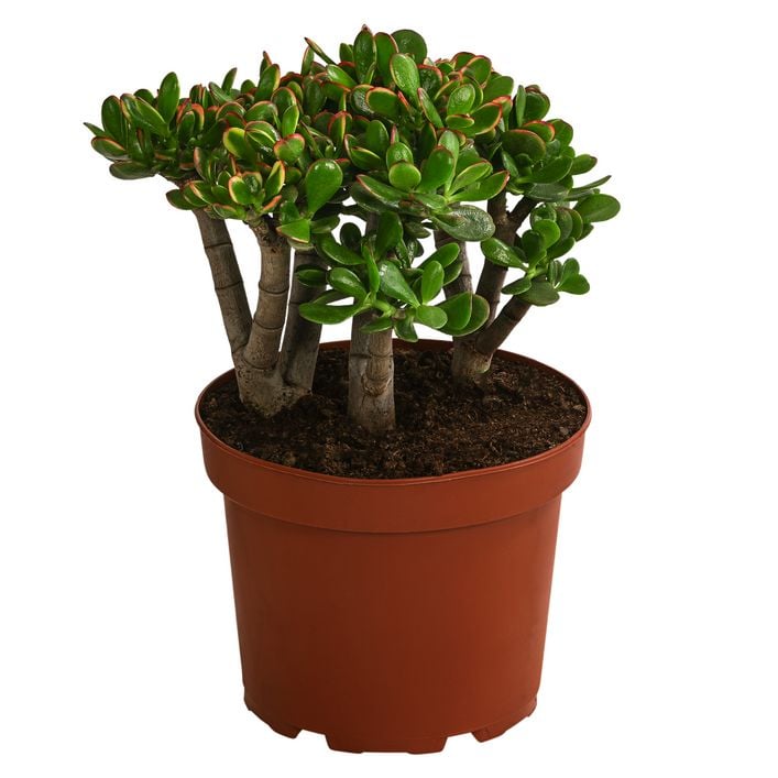 Dickblatt - Crassula cultivars, verschiedene | Dehner