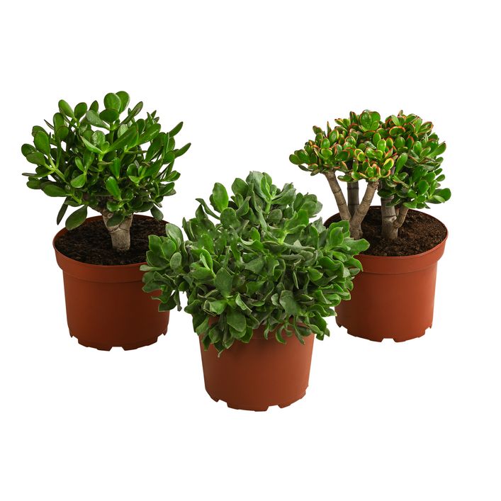 Dickblatt - Crassula cultivars, verschiedene | Dehner