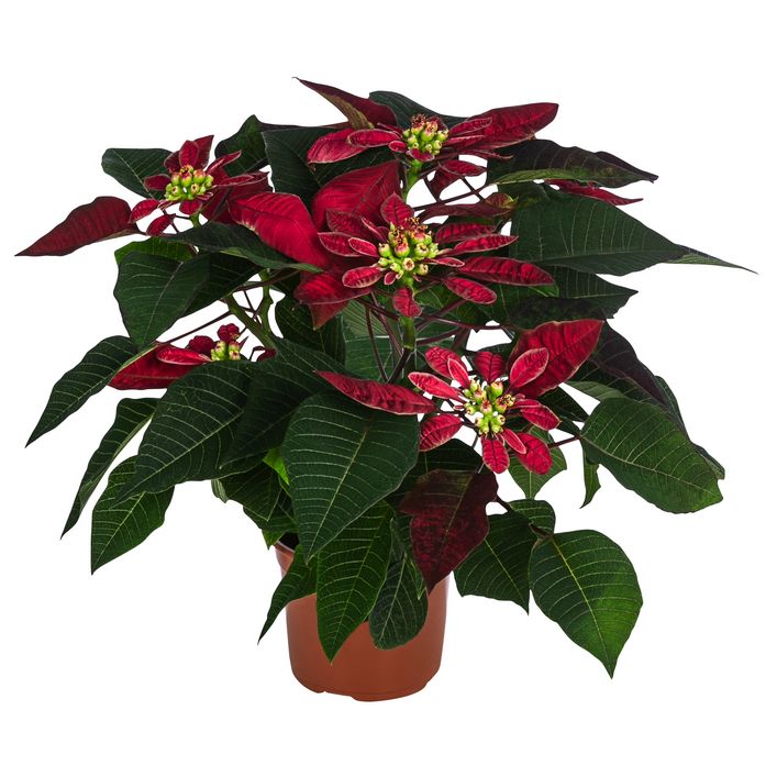 zimmerpflanzen feder Glücksfeder kaufen | Zamioculcas main image 0