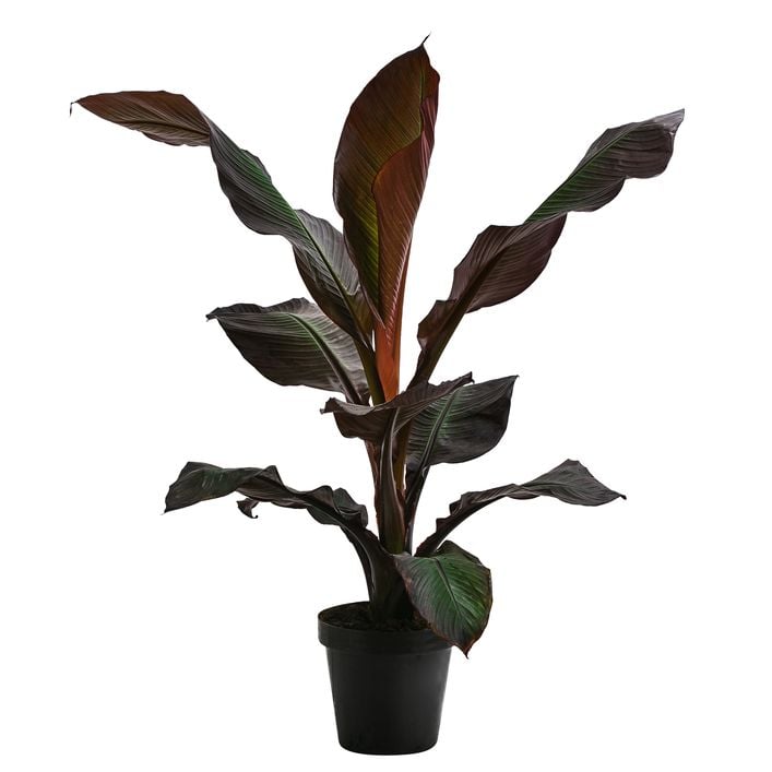 Rote Zierbanane 'Maurelii' | Dehner