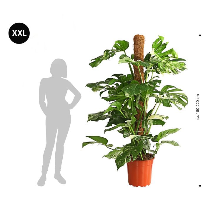 XXL Fensterblatt - Monstera deliciosa | Dehner