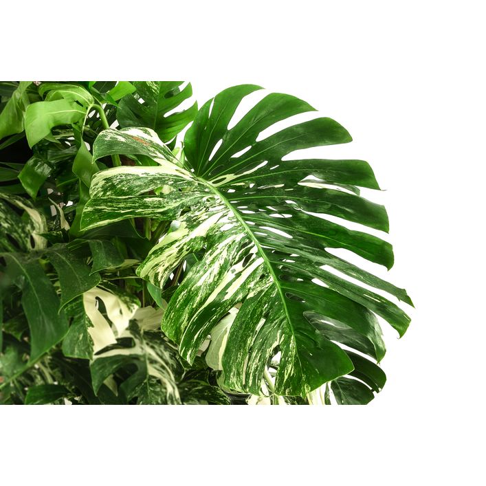 XXL Fensterblatt - Monstera deliciosa | Dehner