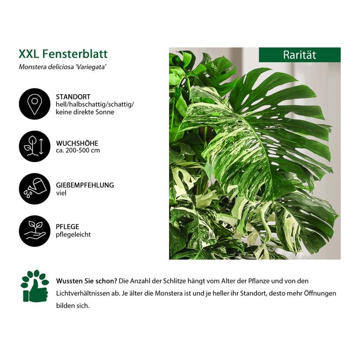 XXL Fensterblatt - Monstera deliciosa | Dehner