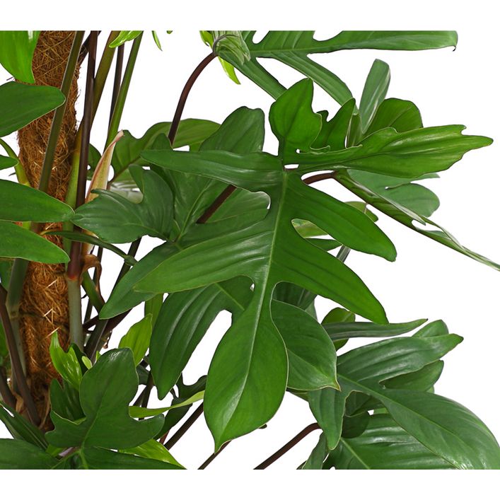 Baumfreund - Philodendron pedatum | Dehner