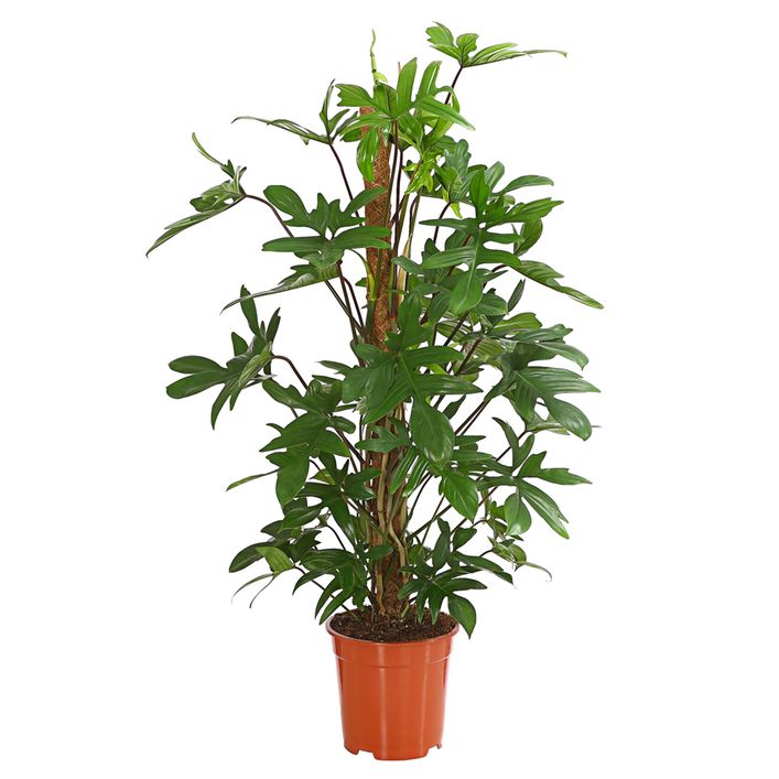 Baumfreund - Philodendron pedatum | Dehner