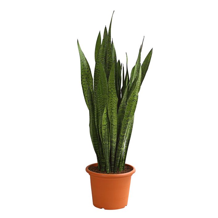 Bogenhanf - Sansevieria zeylanica | Dehner