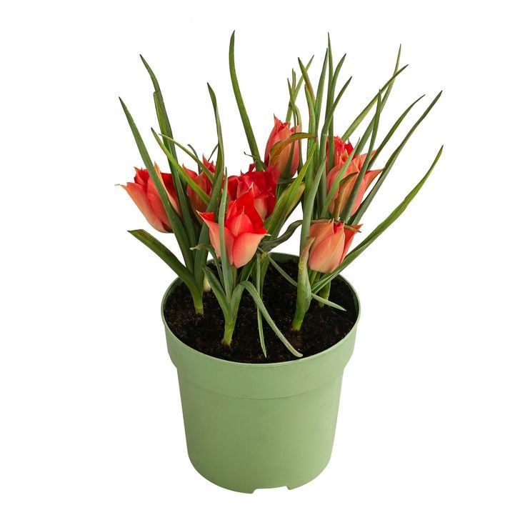 topf zimmerpflanzen Zimmerpflanzen Mix 3er Set Cyperus Calissi Zimmerpflanze 12cm