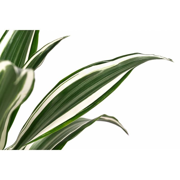 Drachenbaum - Dracaena fragrans 'White Jewel' | Dehner