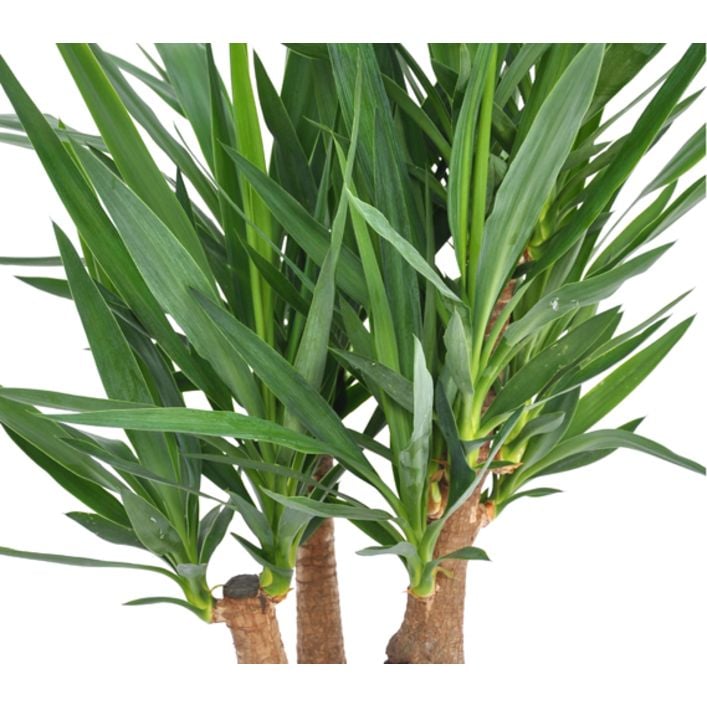Yucca-Palme - Yucca elephantipes, verzweigt | Dehner