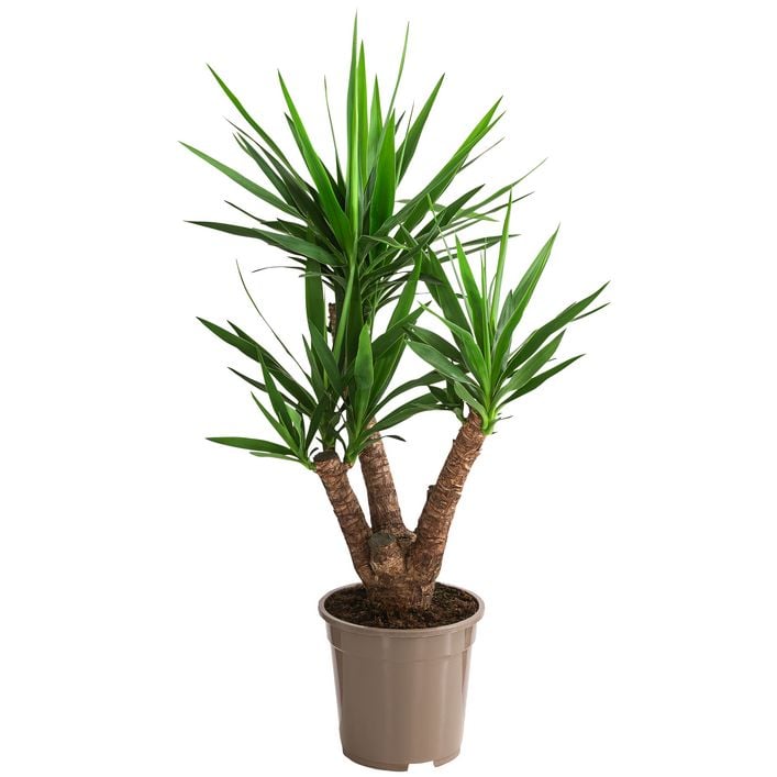 Yucca-Palme - Yucca elephantipes, verzweigt | Dehner